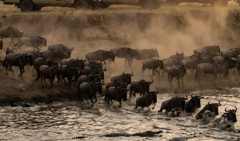 Wildebeest herd crossing a crocodile-filled river during the Great Migration