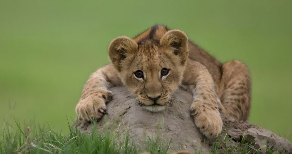 Close-up of a young lion cub resting on a termite mound