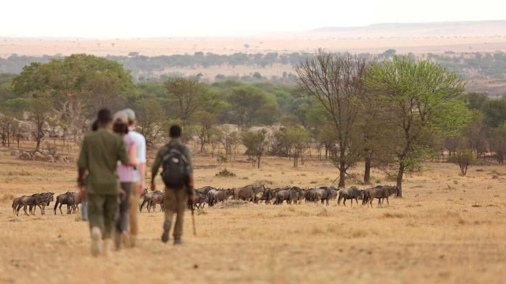 Armed ranger leading guests on a walking safari near a wildebeest herd